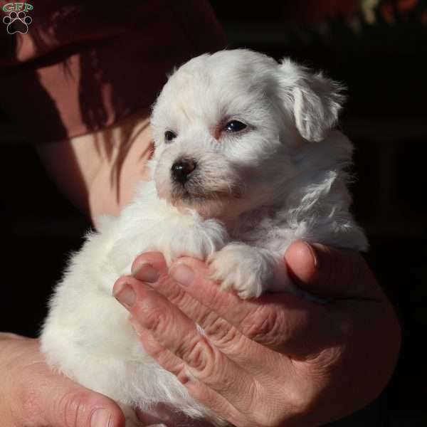 Gracie, Bichon Frise Puppy